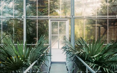 Clear Edge Glass sunrooms: perfect for pets and plants